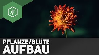 Pflanze und Blüte Aufbau  einfach erklärt [upl. by Rheinlander468]