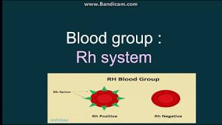 Rh blood group system [upl. by Ahseiyt]