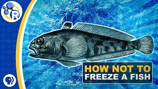 Why Don’t Antarctic Fish Freeze to Death [upl. by Lakin]