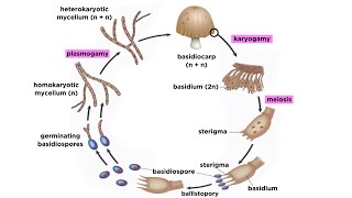 Basidiomycota Part 2 The Mushroom Life Cycle [upl. by Gorga101]