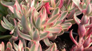 Crassula nudicualis  An Easy Care Succulent [upl. by Eniale]