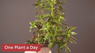 Crassula socialis Houseplant Care—77 of 365 [upl. by Siladnerb]