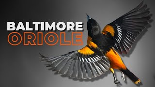 The Baltimore Oriole  A Bird Watchers Favorite [upl. by Rabka]