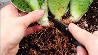 How to Dividing Your Snake Plant [upl. by Trilly]