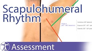 Scapulohumeral Rhythm [upl. by Schonfeld]