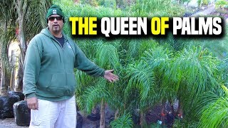 Queen Palms 101 Syagrus Romanzoffiana  Earth Works Jax [upl. by Jeffcott919]