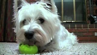 Westie Playing Ball [upl. by Siraf401]