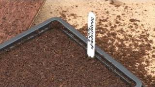 How To Plant Seeds In A Seed Tray [upl. by Juditha]