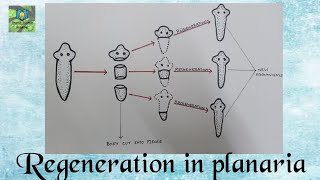 Regeneration in planaria  Class 10 Science [upl. by Ttirb537]