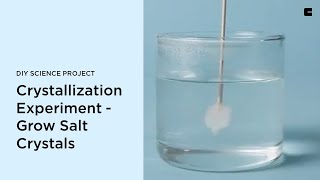 Crystallization Experiment  Grow Salt Crystals  DIY Science Project [upl. by Shugart948]