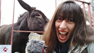 Surprising top 10 facts about DONKEYS you probably didnt know [upl. by Vonnie57]