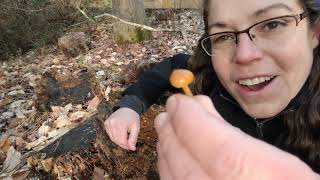 How to ID deadly Galerina mushrooms [upl. by O'Donovan800]