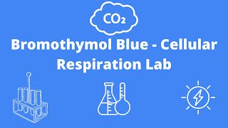 Bromothymol Blue Cellular Respiration Lab [upl. by Asiral570]