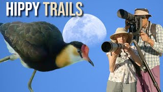 Birding around CAIRNS  Kuranda to Fitzroy Island [upl. by Bum571]