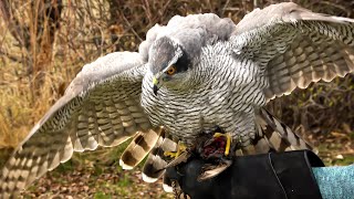 Falconry Understanding Accipiters [upl. by Trilly]