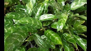 Chinese Evergreen Aglaonema Plant Rescue and Propagation [upl. by Uzzi]