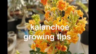 growingcaring tips for beautiful KALANCHOE plant [upl. by Willtrude]