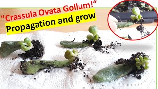 Step 2 Easy Propagation and grow quotCrassula Ovata Gollumquot [upl. by Ynamreg]