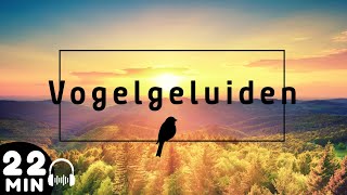 22 Minuten Vogelgeluiden 🦜 Ontspanning Rust en Achtergrond Geluiden [upl. by Gustafson493]