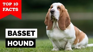 Basset Hound  Top 10 Facts [upl. by Adallard]