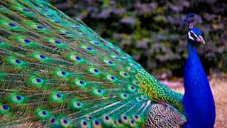 Peacock  One of the Most Beautiful Bird [upl. by Koval534]