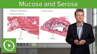 Mucosa and Serosa – Histology  Lecturio [upl. by Ennaharas]