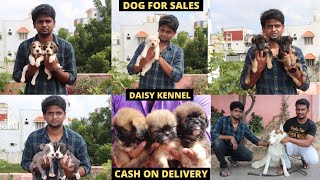 DOG FOR SALES IN SURAPET  ALL BREEDS AVAILABLE  DAISY KENNEL  SE VLOGS [upl. by Zitella]