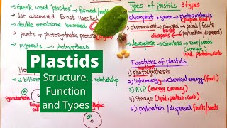 Plastids  Types Functions and Structure  Examples from Daily Life [upl. by Schargel]