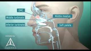 Tour of the Nasal Passage  3D animation [upl. by Arihaj128]