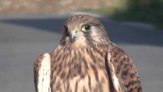 Kestrel calling [upl. by Adnicaj]