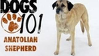 Dogs 101  Anatolian Shepherd [upl. by Allisirp]