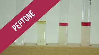 Peptone Test [upl. by Aliza286]