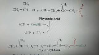 Alpha oxidation of Fatty acids [upl. by Thomey]