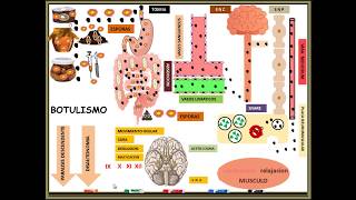 clostridium botulinum BOTULISMO [upl. by Eillil591]