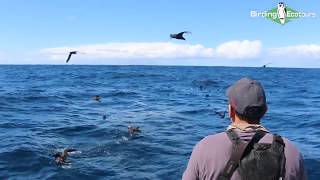 Pelagic Birding Trip  South Africa [upl. by Ares]