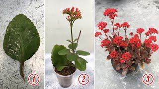 2 ways to propagate kalanchoe from single leaf [upl. by Lattimer602]