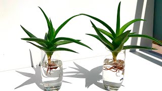 Aloe Vera Plant Propagation [upl. by Stambaugh]