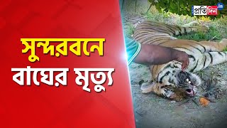 A Royal Bengal Tiger found dead in Sundarbans ।Sangbad Pratidin [upl. by Seely633]