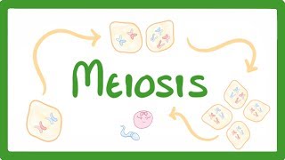 GCSE Biology  Meiosis [upl. by Meil982]