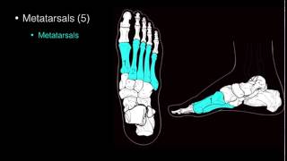 Osteo of Ankle and Foot [upl. by Takeshi]