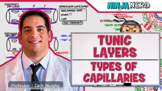 Cardiovascular  Tunic Layers amp Types of Capillaries [upl. by Arayt800]