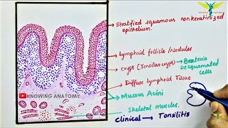 What is Tonsils amp Do You Need Them – DrBerg [upl. by Aikaz]