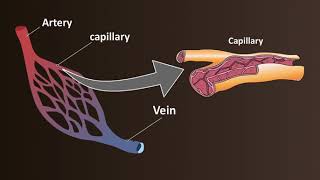 Network of Blood Vessels  Arteries Veins amp Capillaries [upl. by Cyndia]