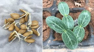 How to grow pumpkin from seeds at home  Method of propagation of pumpkin from seeds [upl. by Ferrick]