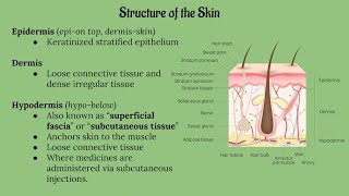 Integumentary System Lecture CHAPTER 5 [upl. by Atinit309]