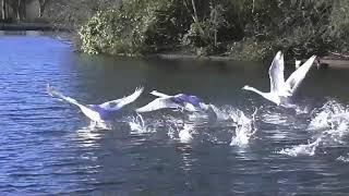 SWANS FLYING  Take off and Landing [upl. by Yznil]