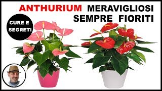 ANTHURIUM o Anturio TUTTE LE CURE sulla coltivazione [upl. by Hume706]