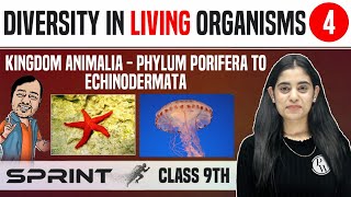 Diversity in Living Organisms 04  Kingdom Animalia  Phylum Porifera to Echinodermata  Class 9 [upl. by Adnirb]