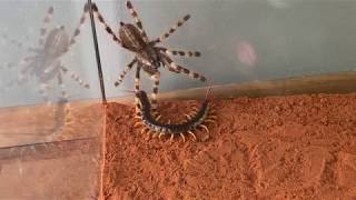 Giant Centipide vs Venemous Tarantula [upl. by Mitzi885]