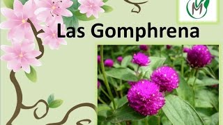 La Gomphrena  Vivero Marra [upl. by Eriuqs]